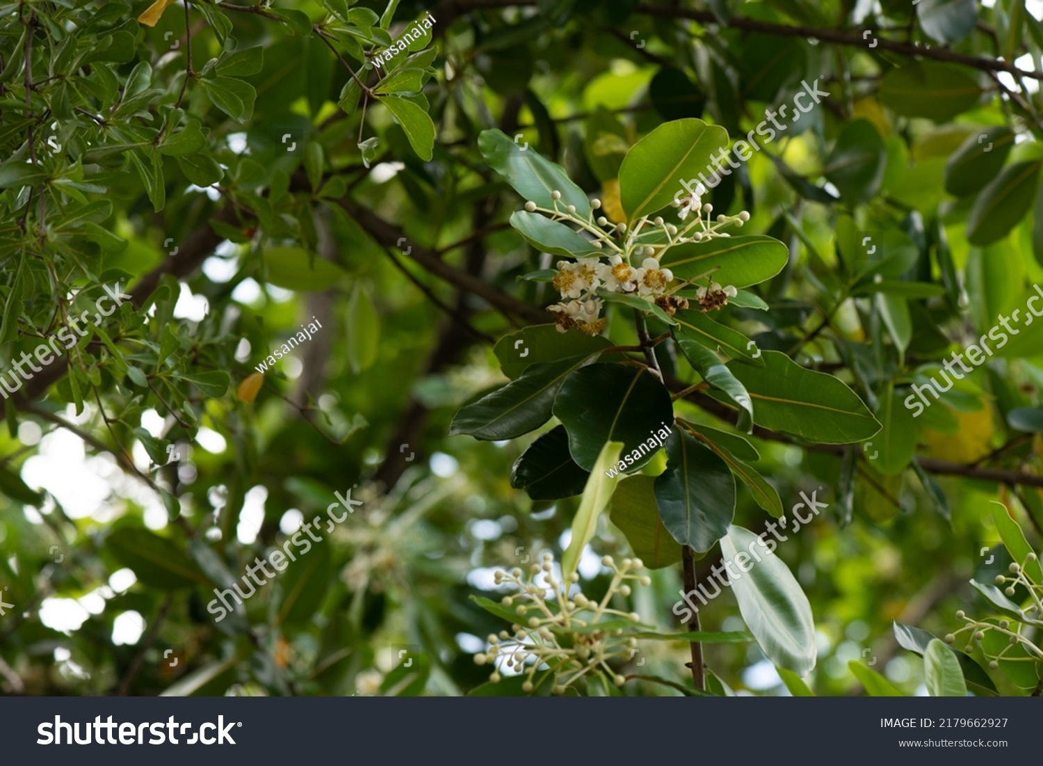 Alexandrian Laurel Calophyllum Inophyllum Tree On Stock Photo ...