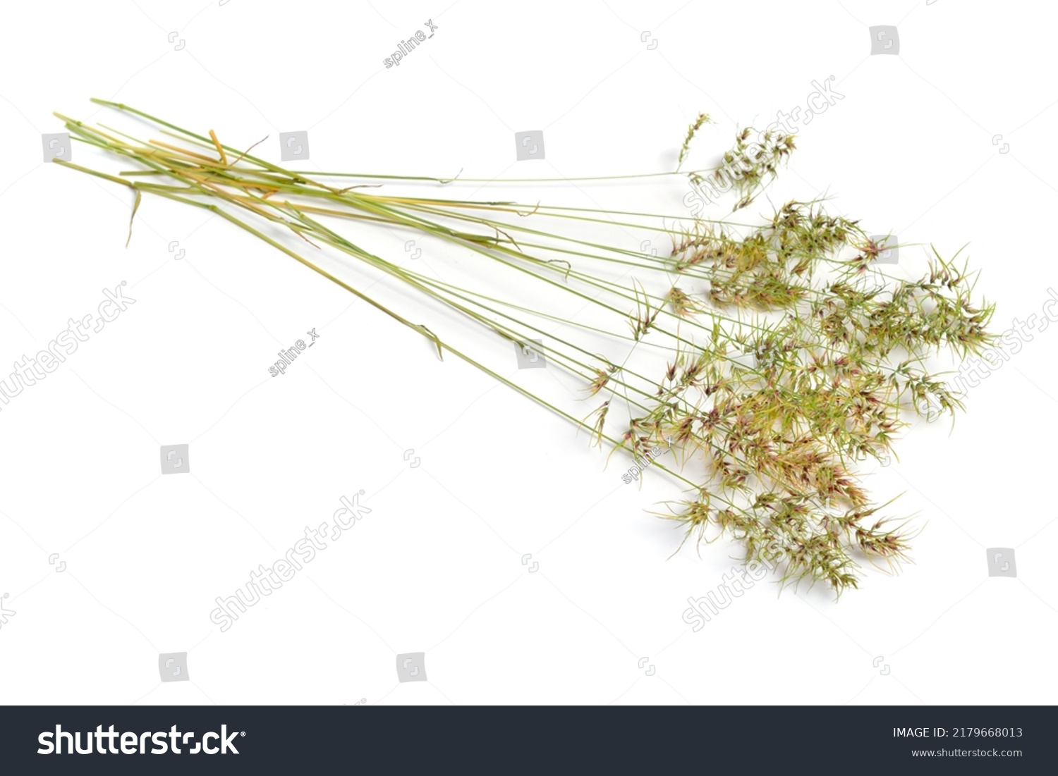 22 Species B Perennis Images, Stock Photos & Vectors | Shutterstock