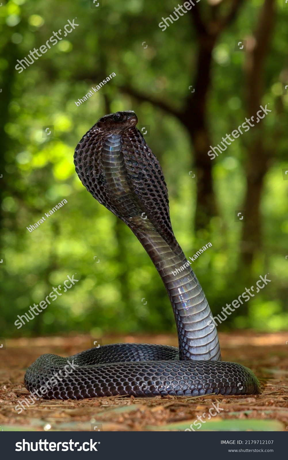 Cobra Snake Spreading Hood Forest Stock Photo 2179712107 | Shutterstock