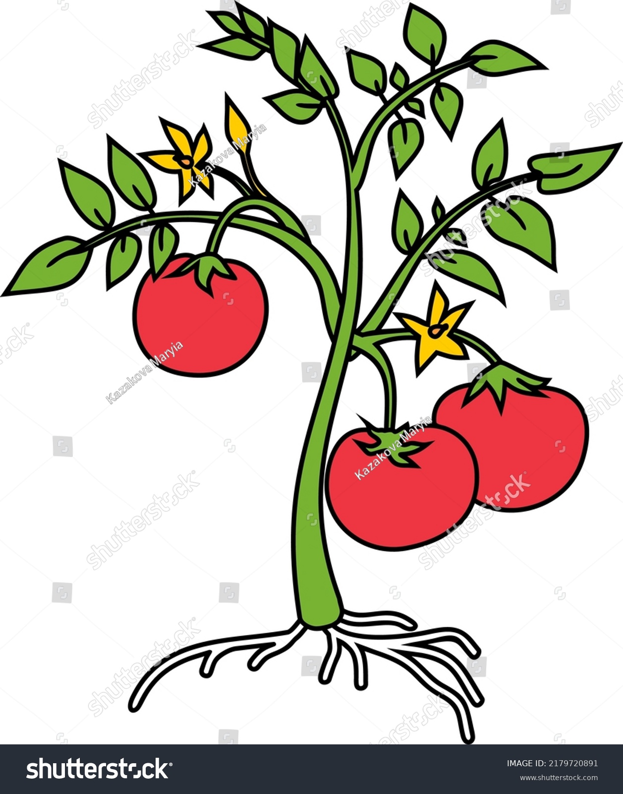 Cartoon Tomato Plant Green Leaves Red Stock Vector (Royalty Free ...