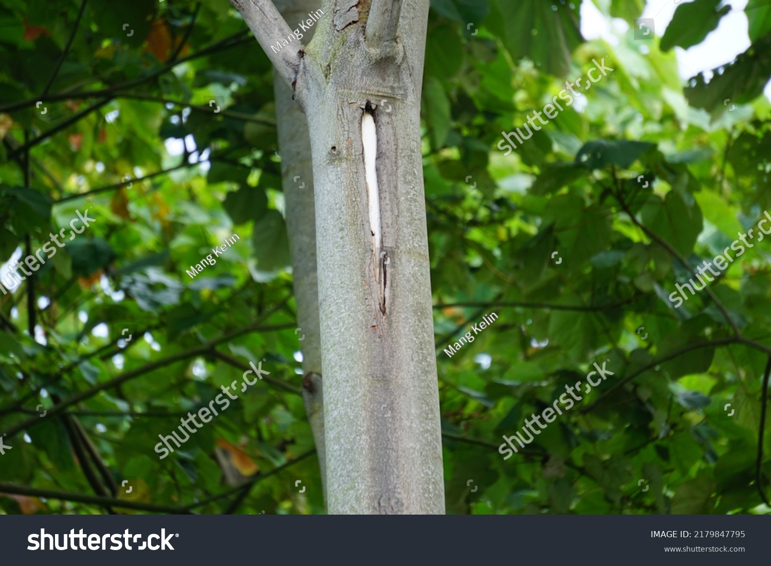 Ochroma Pyramidale Balsa Tree Nature Balsa Stock Photo 2179847795