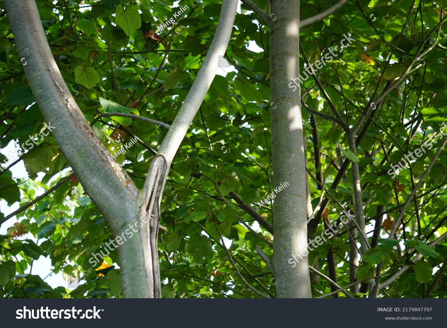 Ochroma Pyramidale Balsa Tree Nature Balsa Stock Photo 2179847797