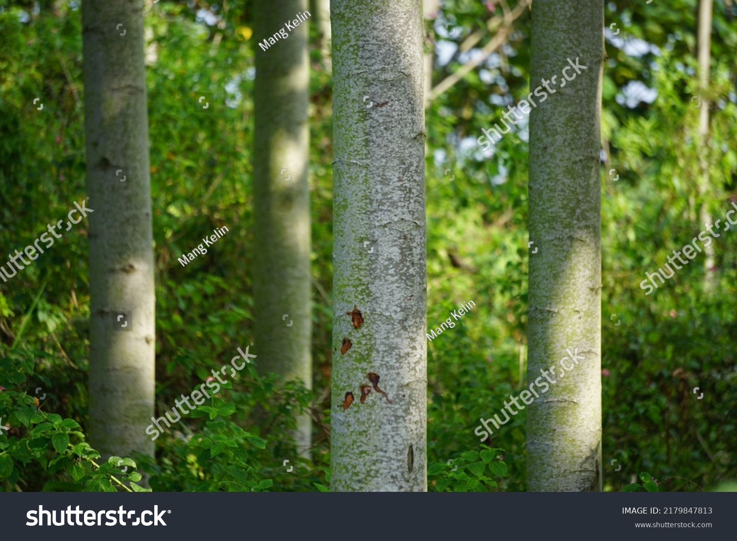Ochroma Pyramidale Balsa Tree Nature Balsa Stock Photo 2179847813