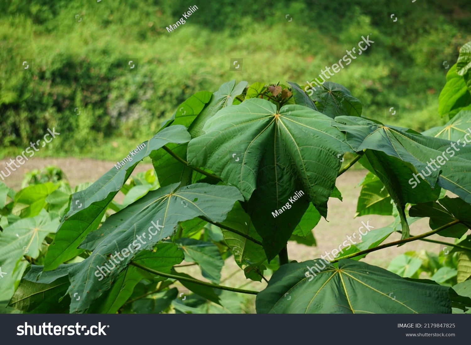 Leaves Ochroma Pyramidale Balsa Tree Balsa Stock Photo 2179847825