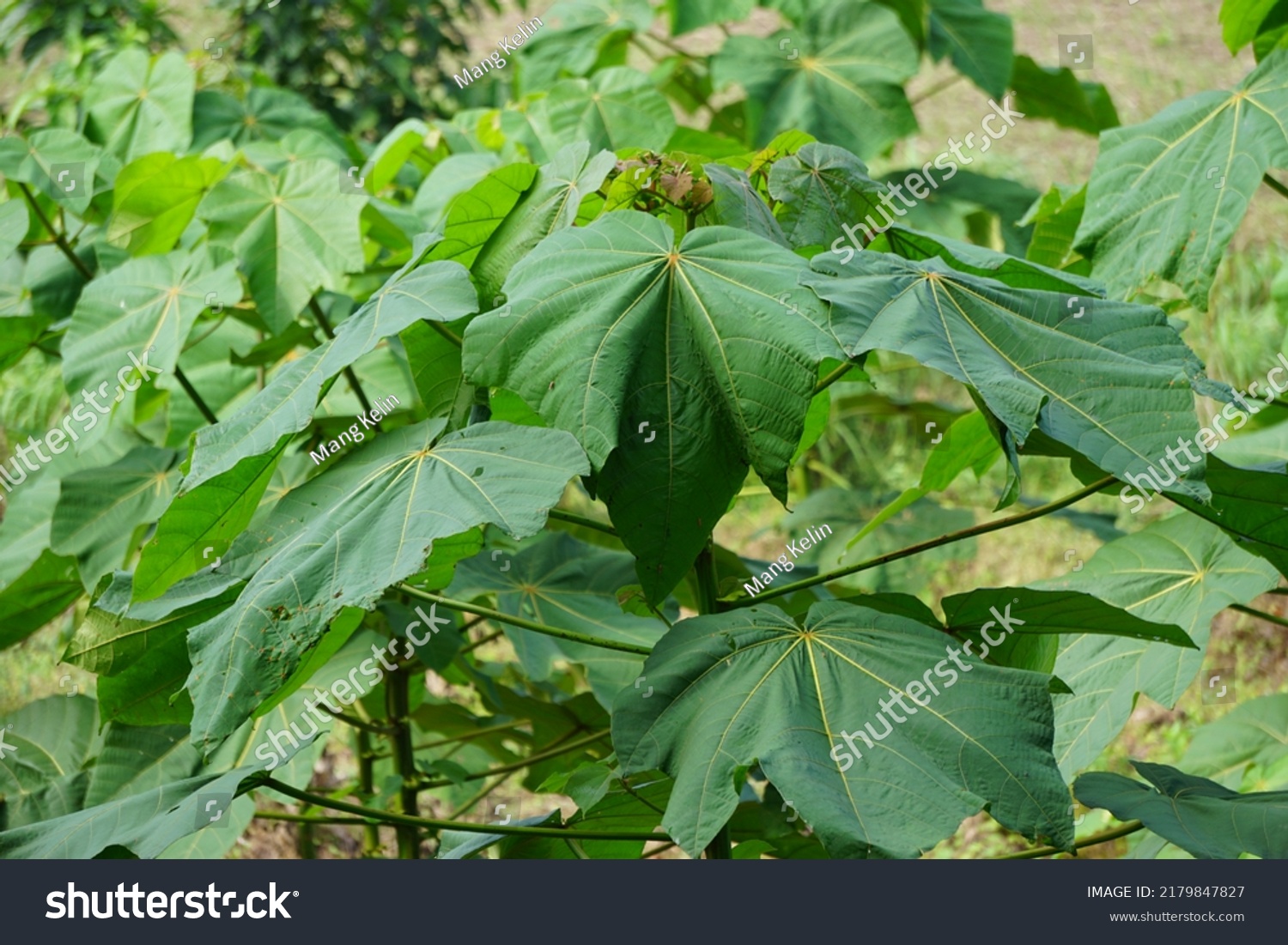 Leaves Ochroma Pyramidale Balsa Tree Balsa Stock Photo 2179847827
