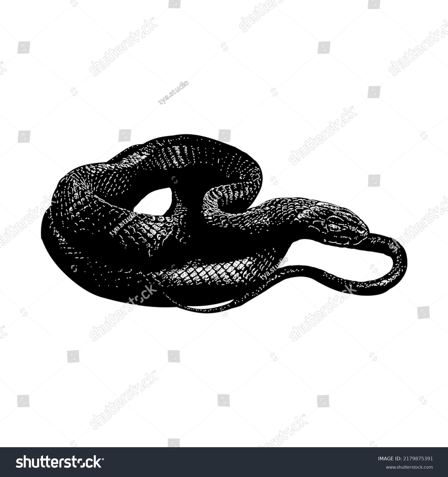 Eastern Indigo Snake Hand Drawing Vector Stock Vector (Royalty Free ...