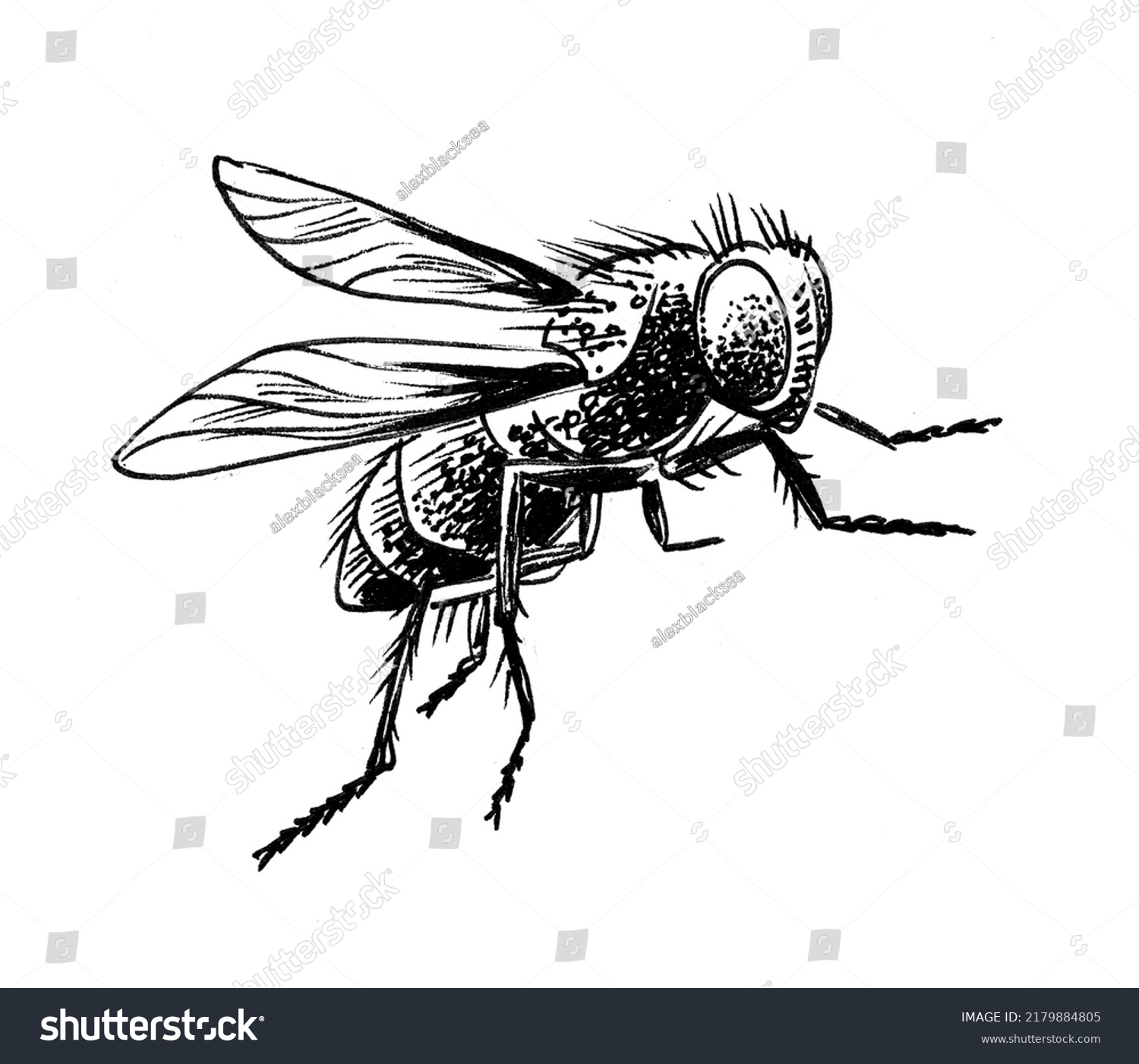 Pest Insect Ink Black White Drawing Stock Illustration 2179884805 ...