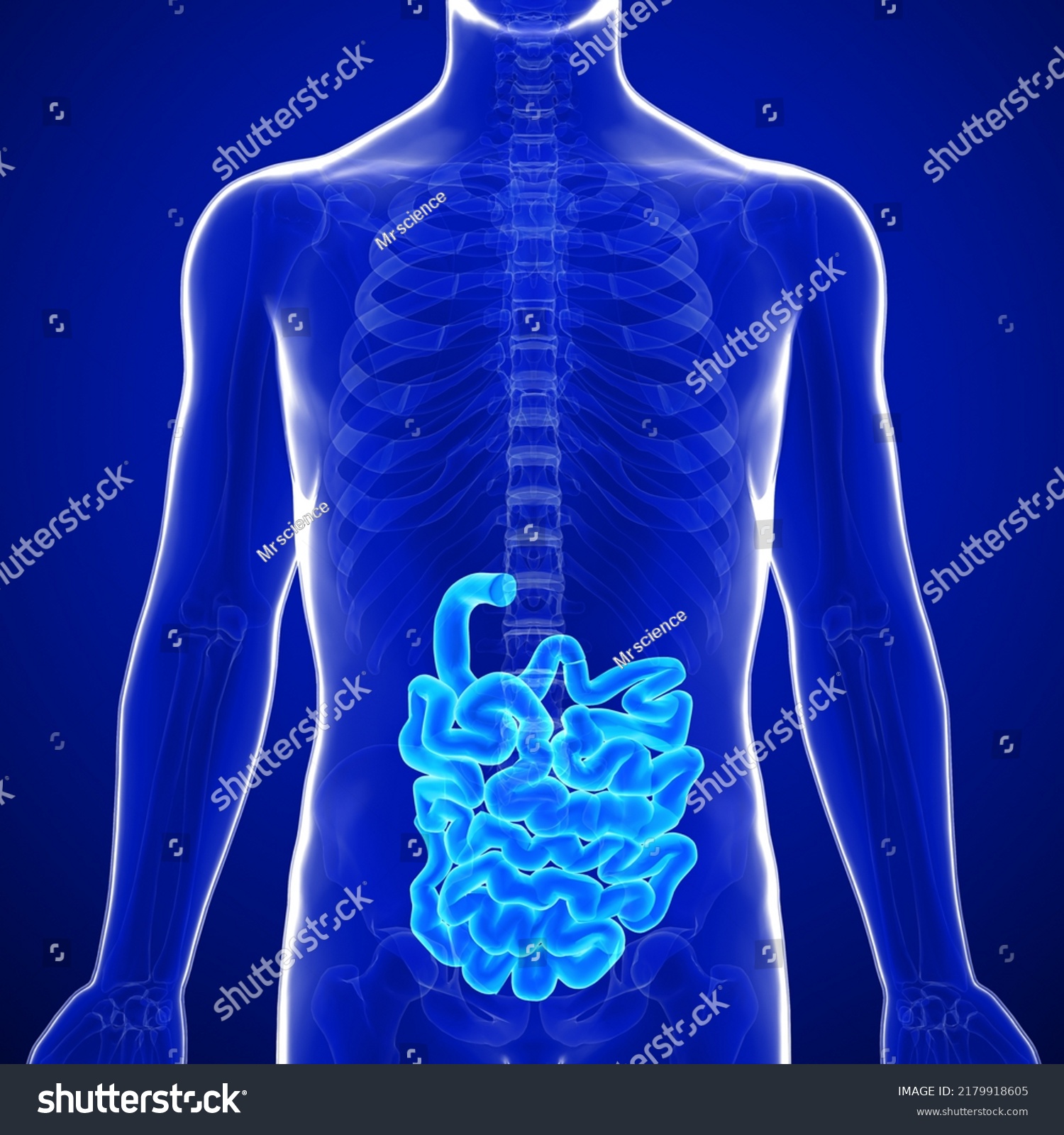 3d Small Intestine Organ Gastrointestinal Tract Stock Illustration ...