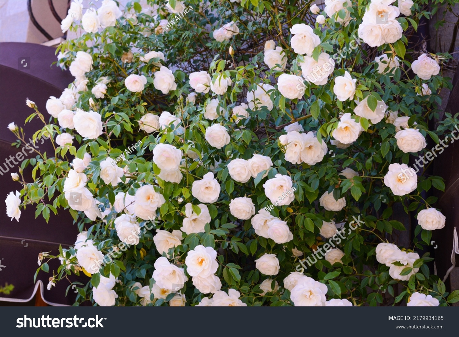 1 453 932 Rose Blooming Garden Images Stock Photos Vectors 1 453 932 Rose Blooming Garden Images Stock Photos Vectors
