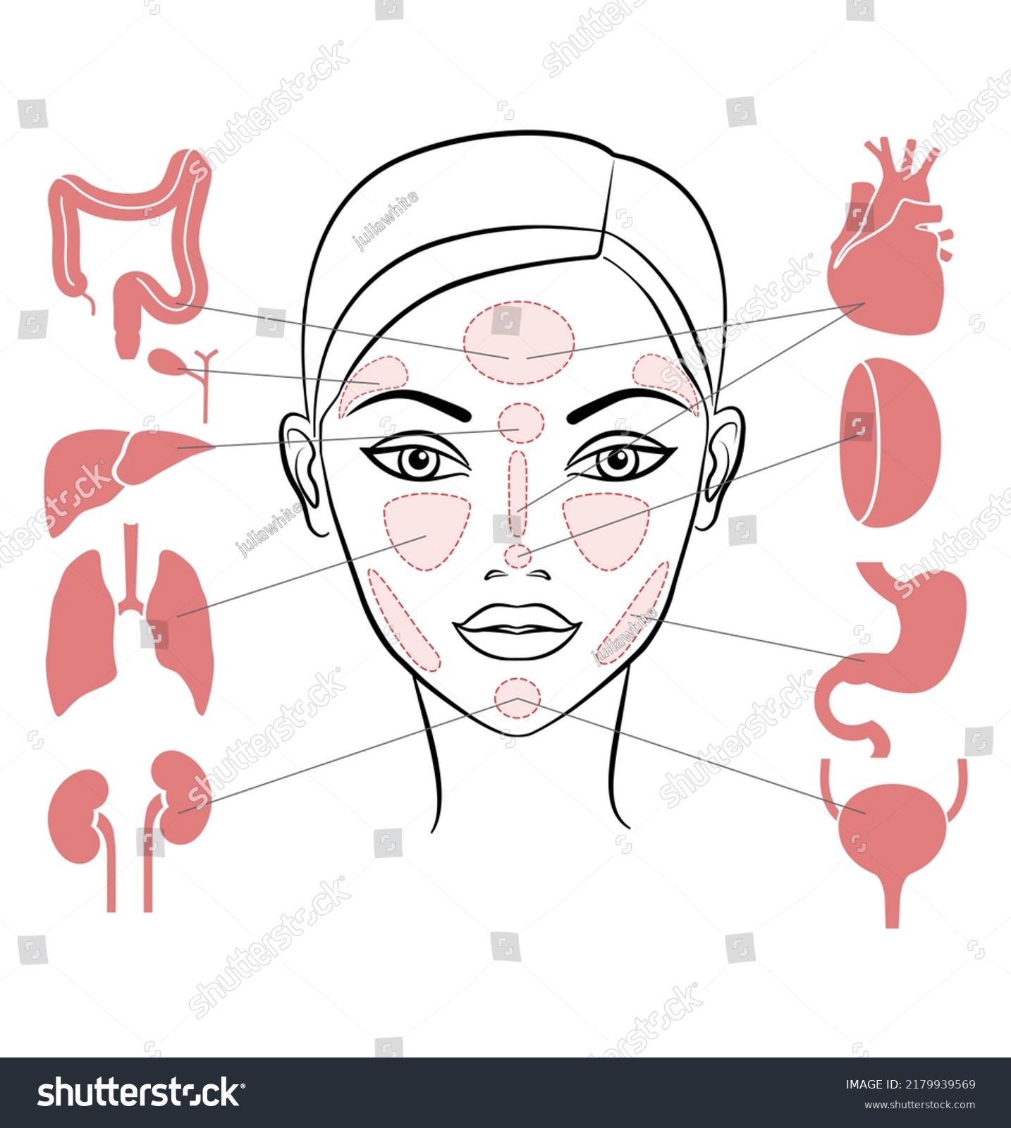 Markers Reflexology Zones Projection Internal Organs Stock Illustration ...