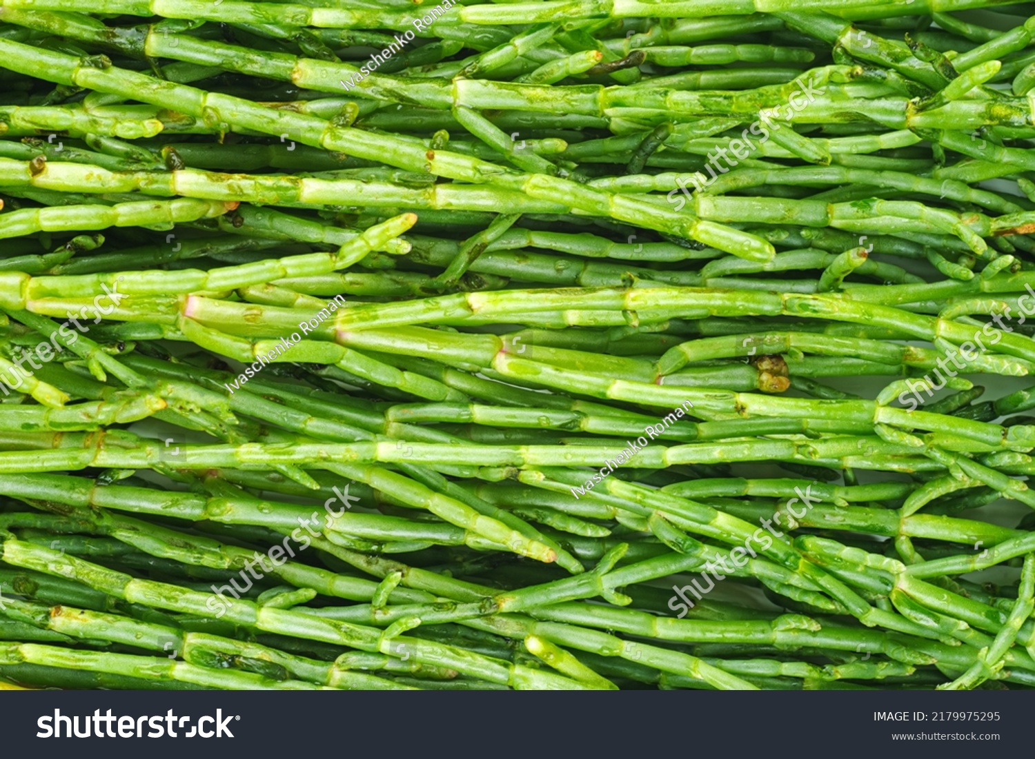 Salicornia Green Samphire Plants Food Background Stock Photo 2179975295 ...