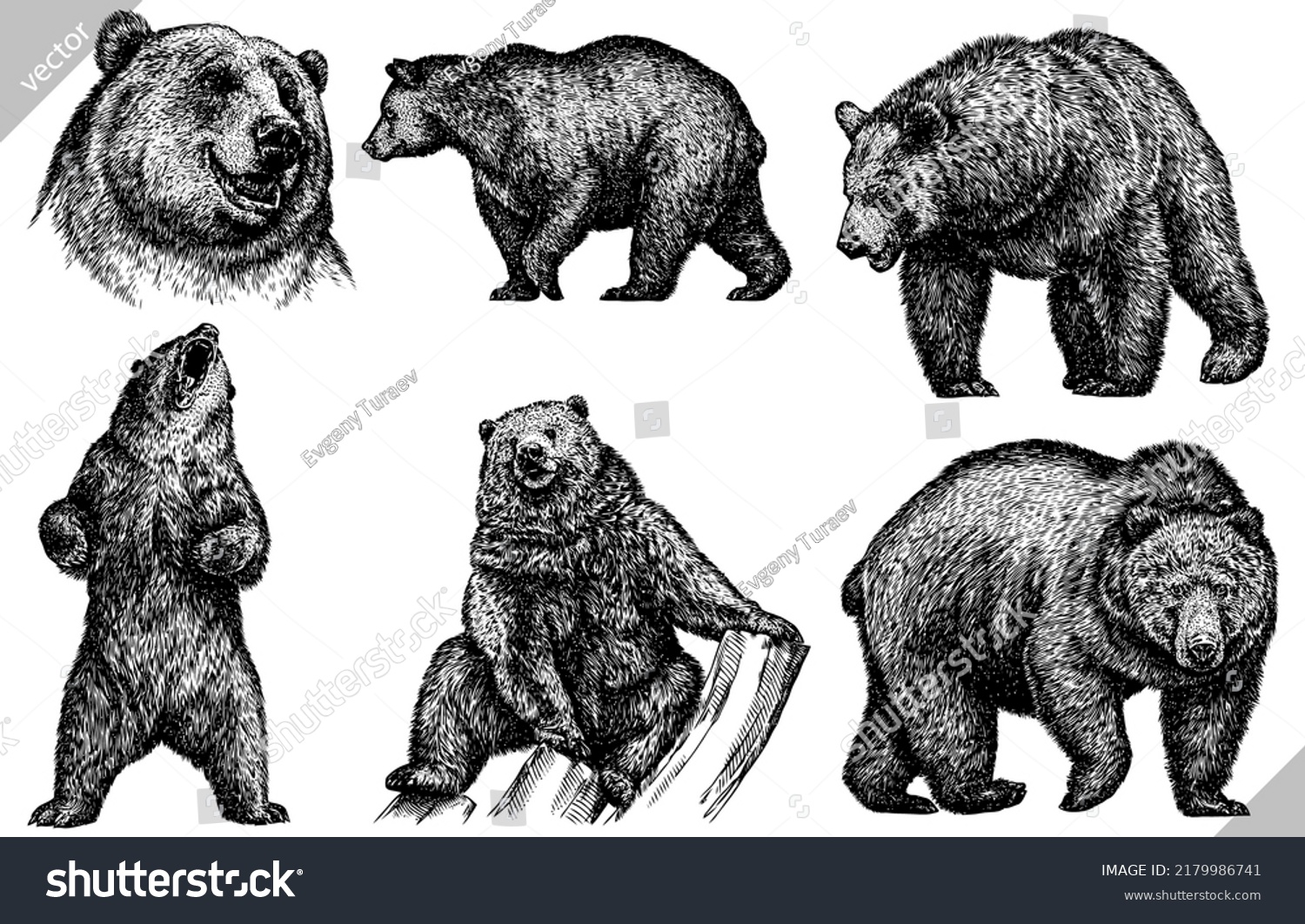 Vintage Engrave Isolated Bear Set Illustration Stock Vector (Royalty ...