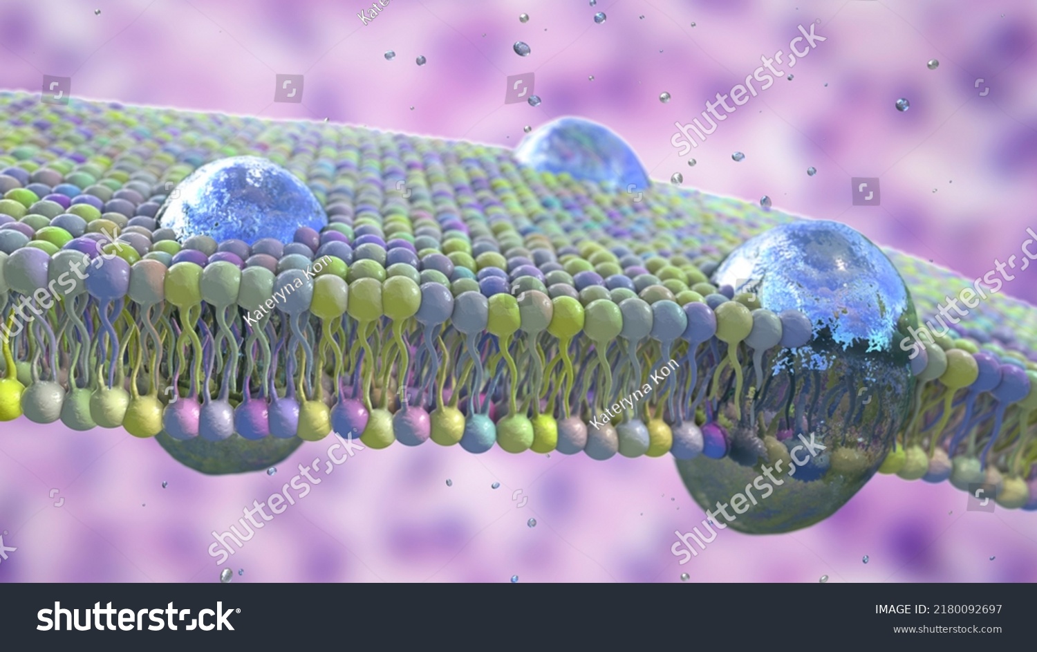 Cell Membrane Phospholipid Bilayer Scientific 3d Stock Illustration ...