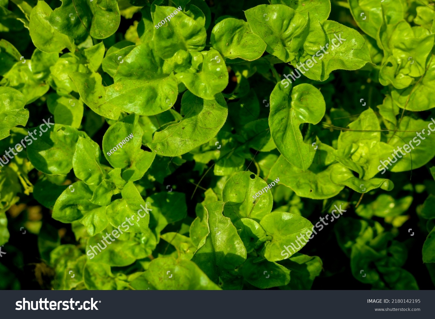 Brazilian Spinach Polybag Brazil Spinach Vegetables Stock Photo ...