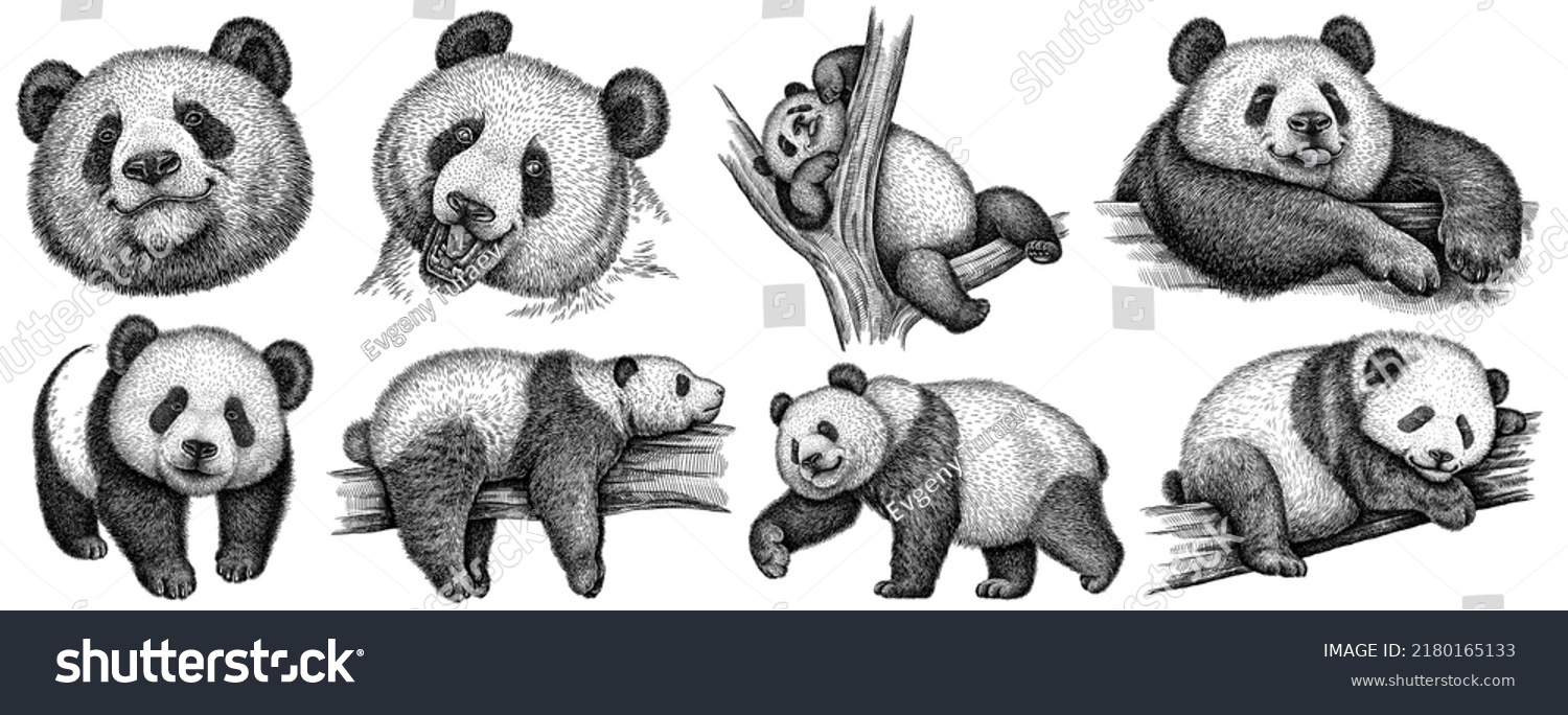 Vintage Engrave Isolated Panda Set Illustration Stock Illustration ...