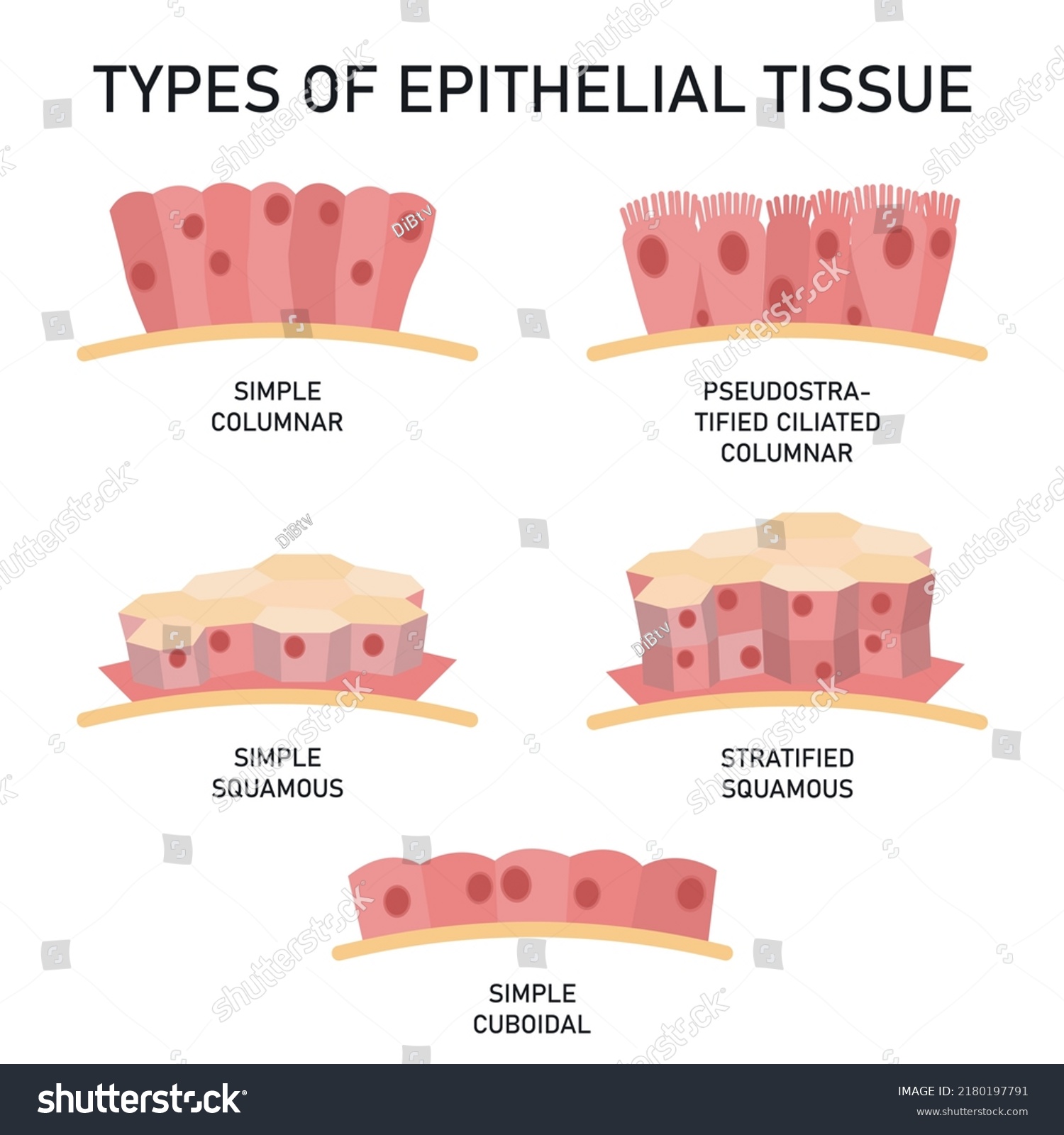 Types Epithelial Tissue Medical Vector Illustration Stock Vector ...