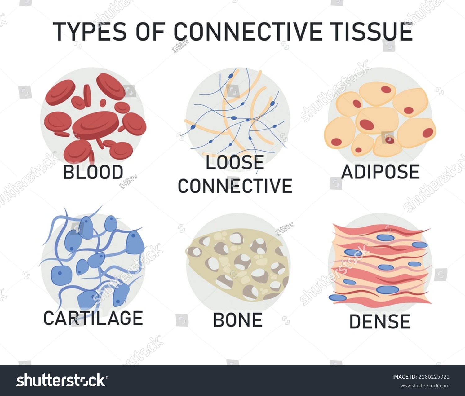 Types Connective Tissue Medical Vector Illustrations vetor stock