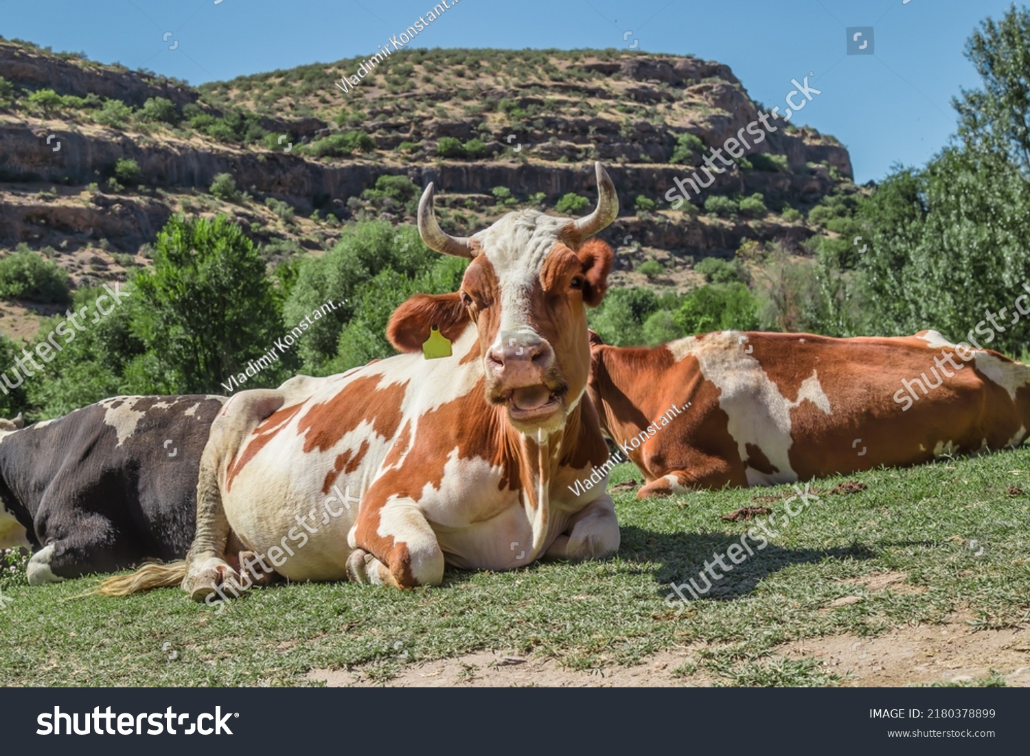 11668241 Cow Chalet du seek Cow 