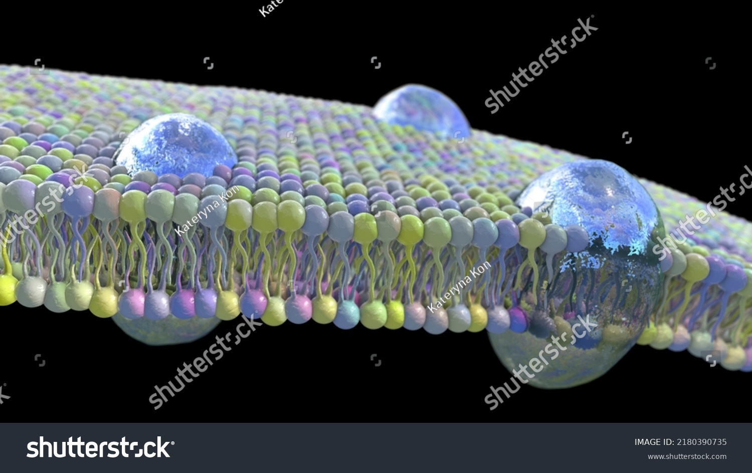 Cell Membrane Phospholipid Bilayer Scientific 3d Stock Illustration ...