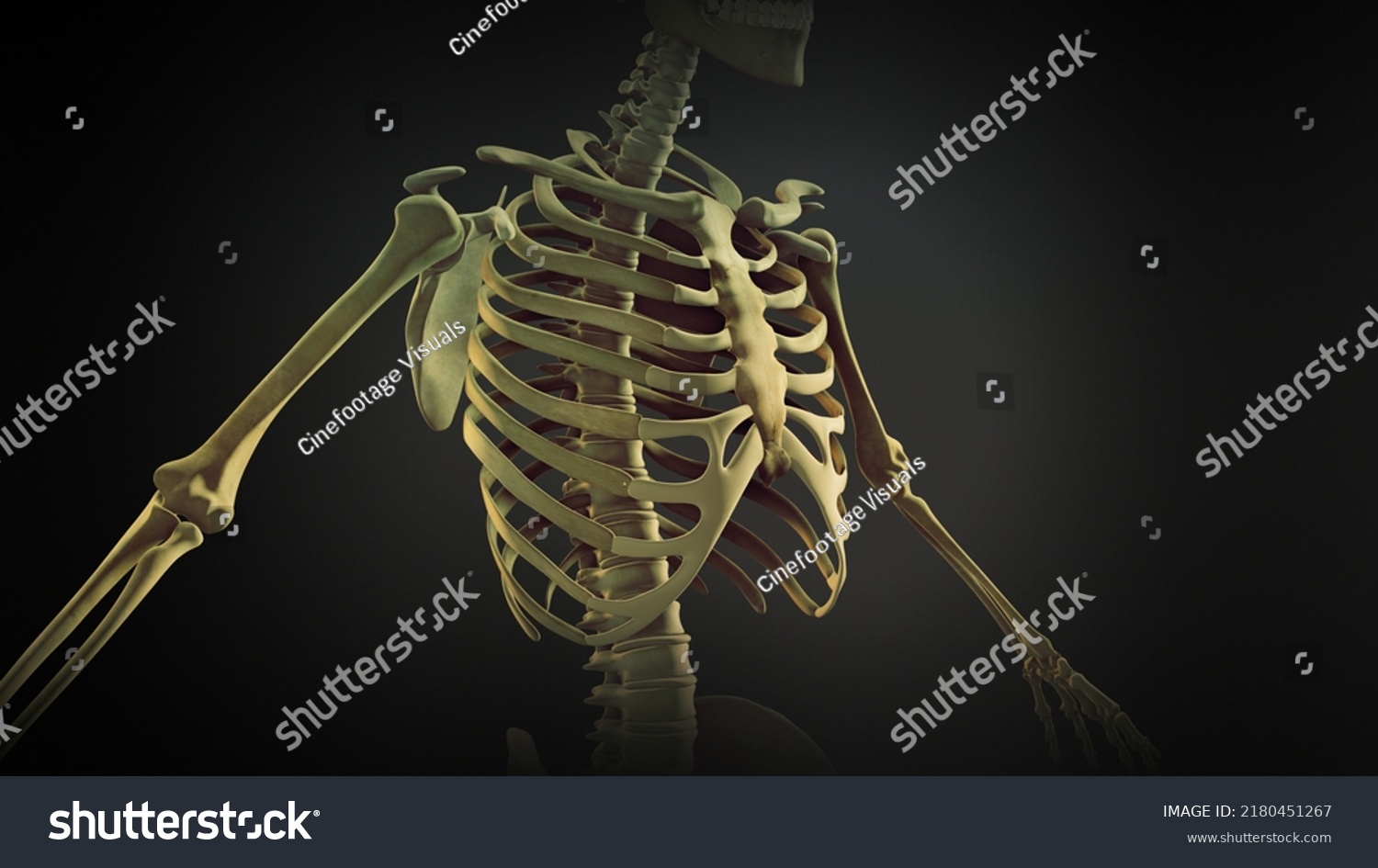 Rib Cage Bone Joints Anatomy3d Illustration Stock Illustration ...