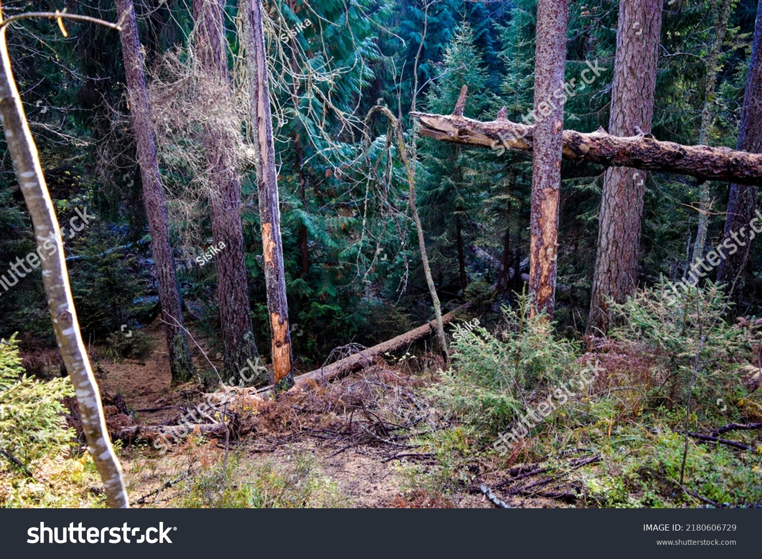 Deep Dark Larch Tree Forest Larch Stock Photo 2180606729 | Shutterstock