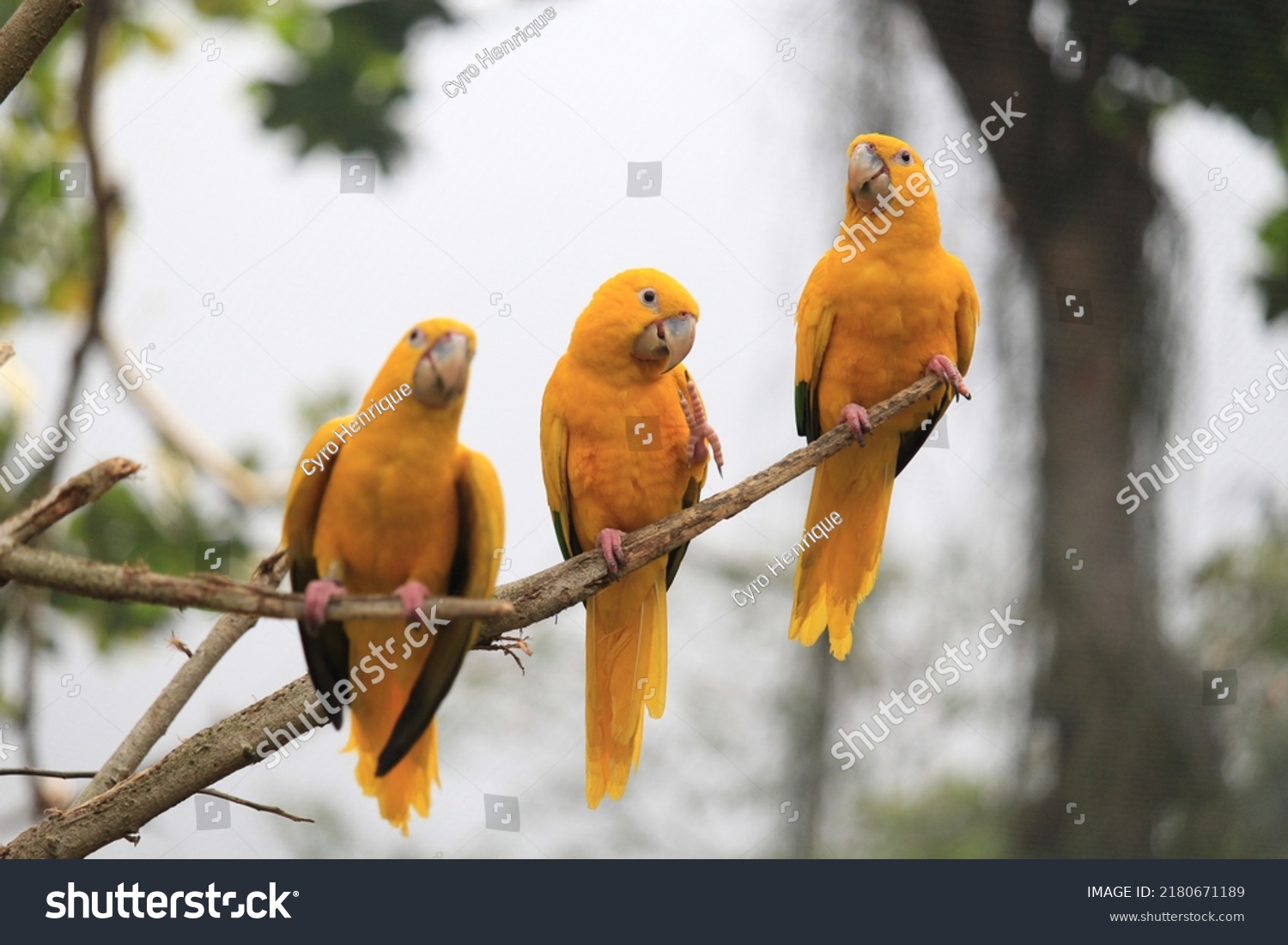 Group Brazilian Golden Parakeets Stock Photo 2180671189 Shutterstock