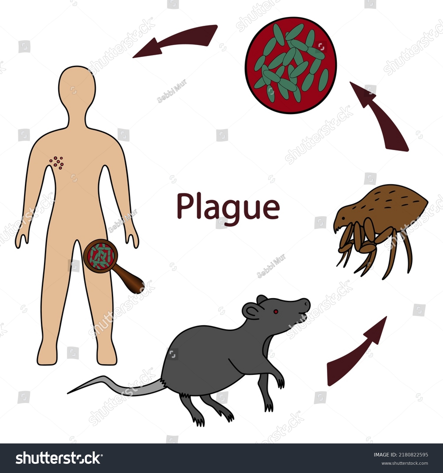 Bubonic Plague Plague Bacterium Infection Scheme Stock Vector (Royalty ...