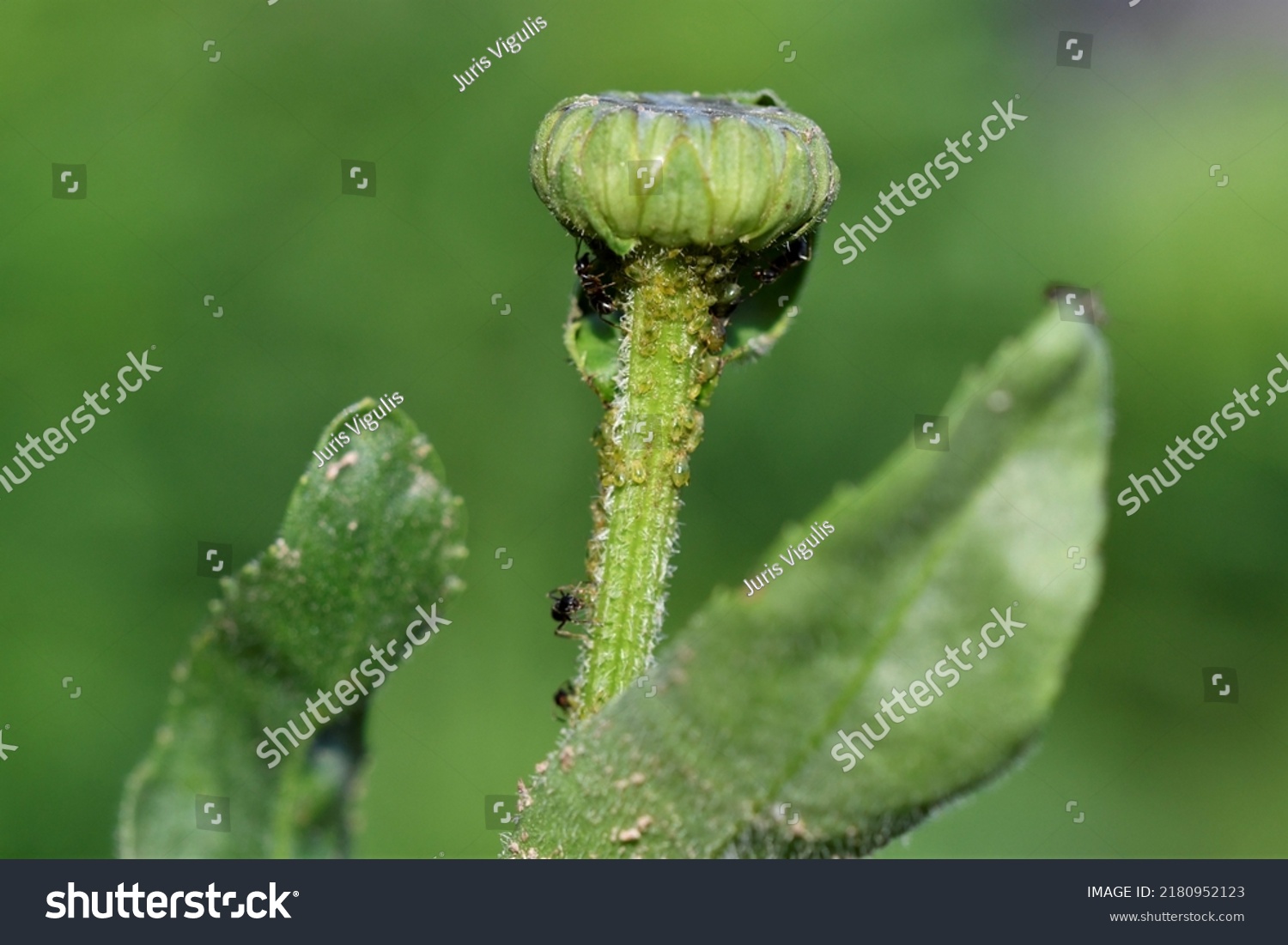 Ants Hasvesting Green Aphids On Stem Stock Photo 2180952123 | Shutterstock