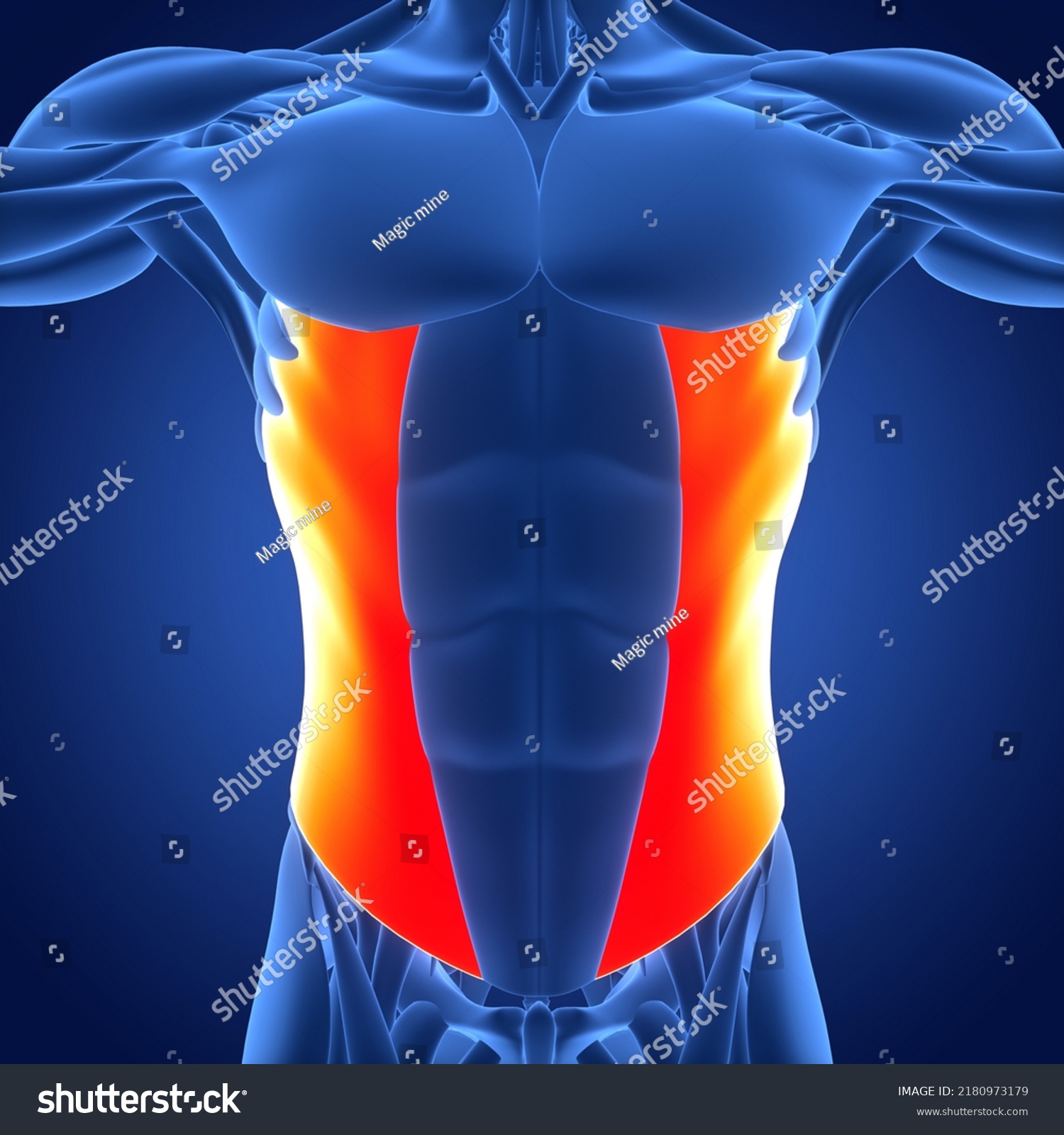 Human Muscular System Torso Muscles Abdominal Stock Illustration ...