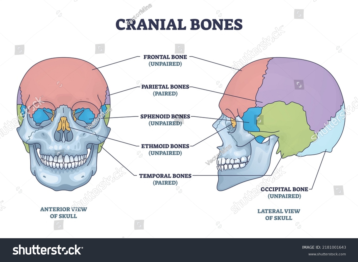 Cranial Bones Anatomy Skull Skeleton Medical Stock Vector (Royalty Free ...