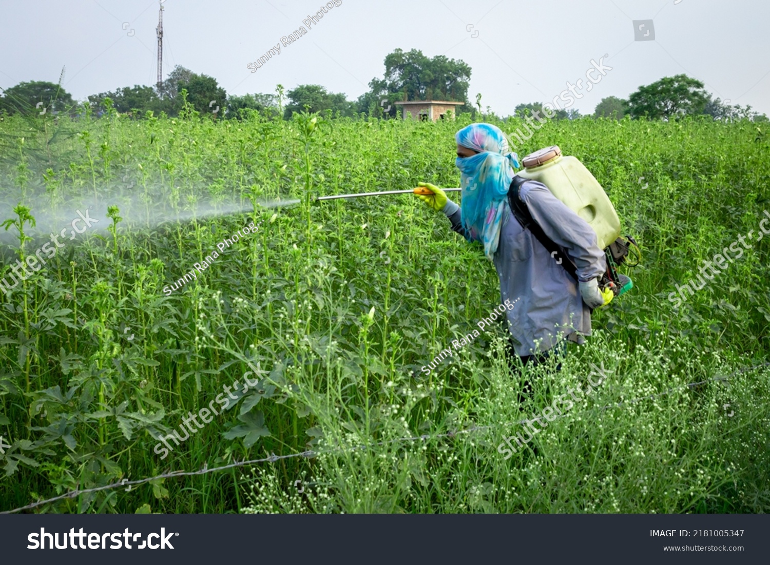 Indian Farmer Spraying Insecticide His Green Stock Photo 2181005347 