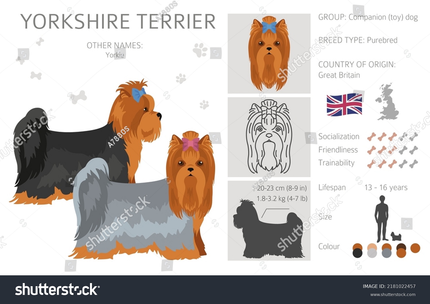 Yorkshire Terrier Clipart Different Poses Coat Stock Vector (Royalty ...