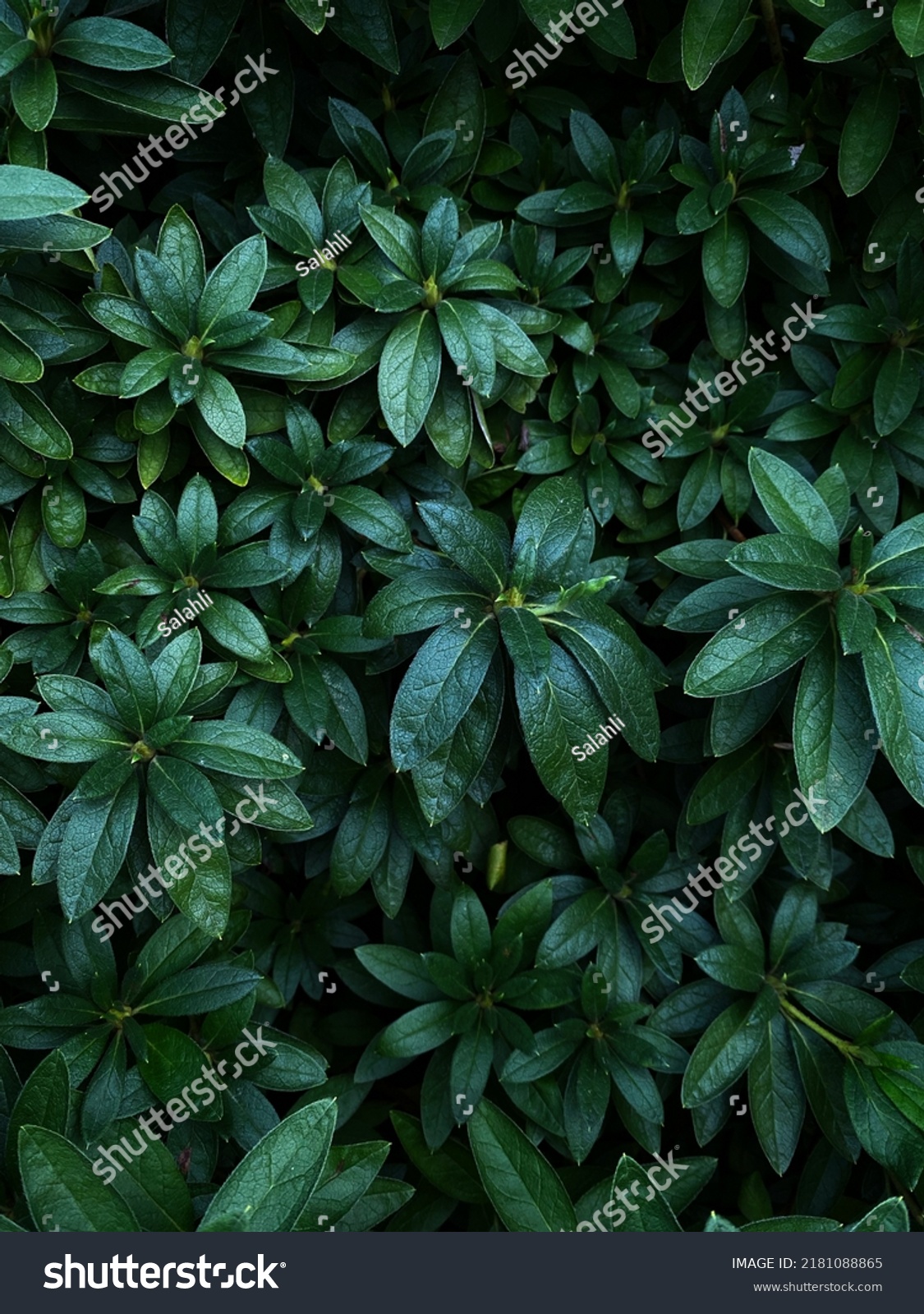 Dark Green Nature Wallpaper Wild Bush Stock Photo 2181088865 | Shutterstock