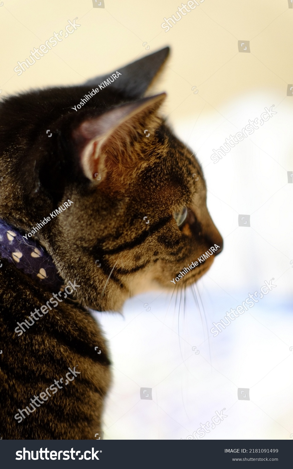 Brown Tabby Cat Back View Stock Photo 2181091499 | Shutterstock