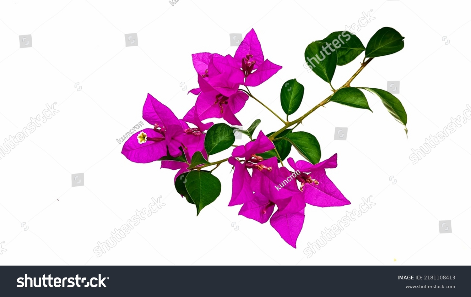 Bougainville Flowers On White Background Stock Photo 2181108413 ...