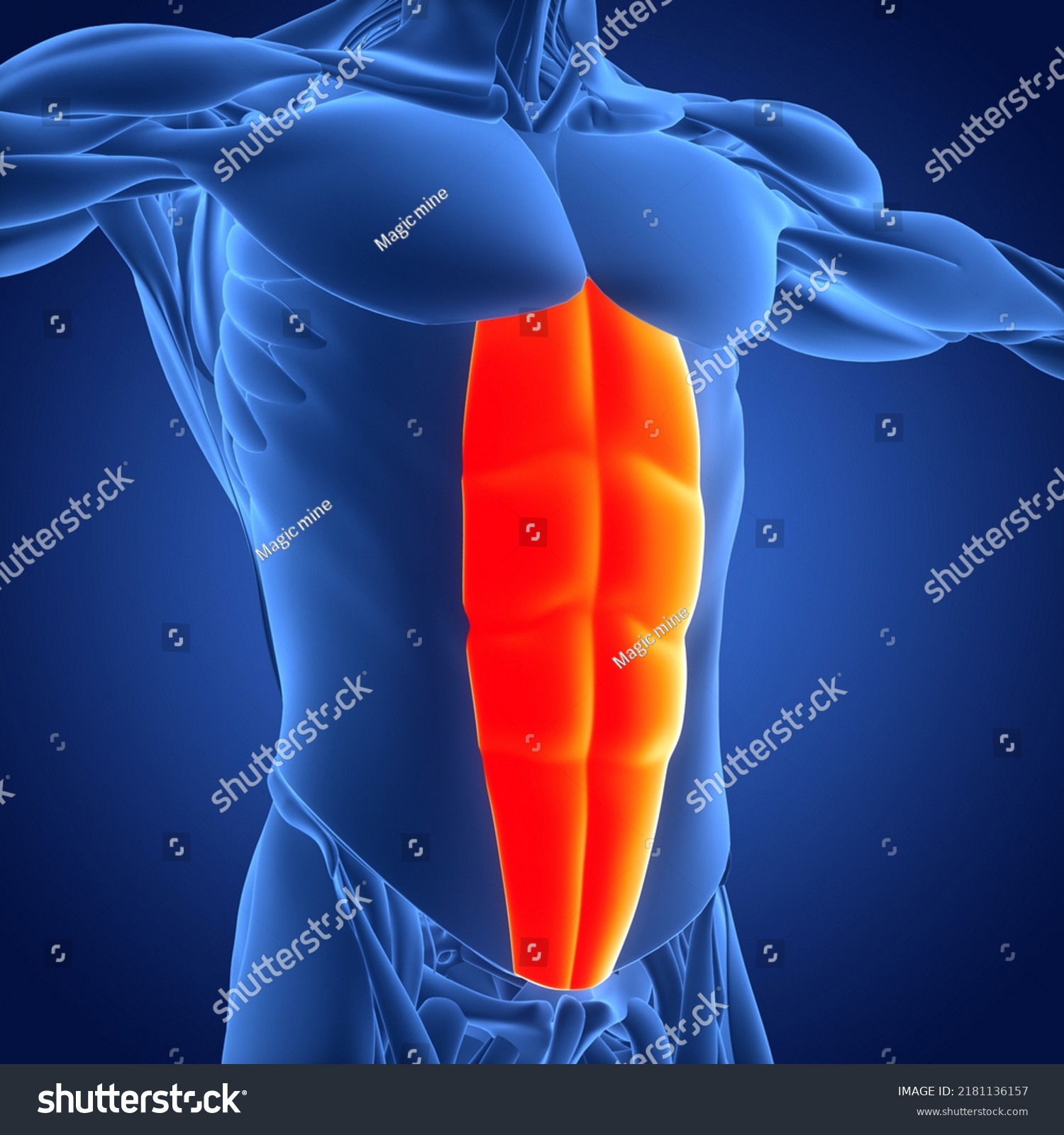 Human Muscular System Torso Muscles Rectus Stock Illustration ...