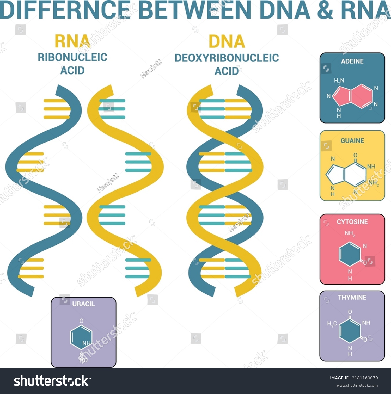 Difference Between Dna Rna Vector Scientific Stock Vector Royalty Free