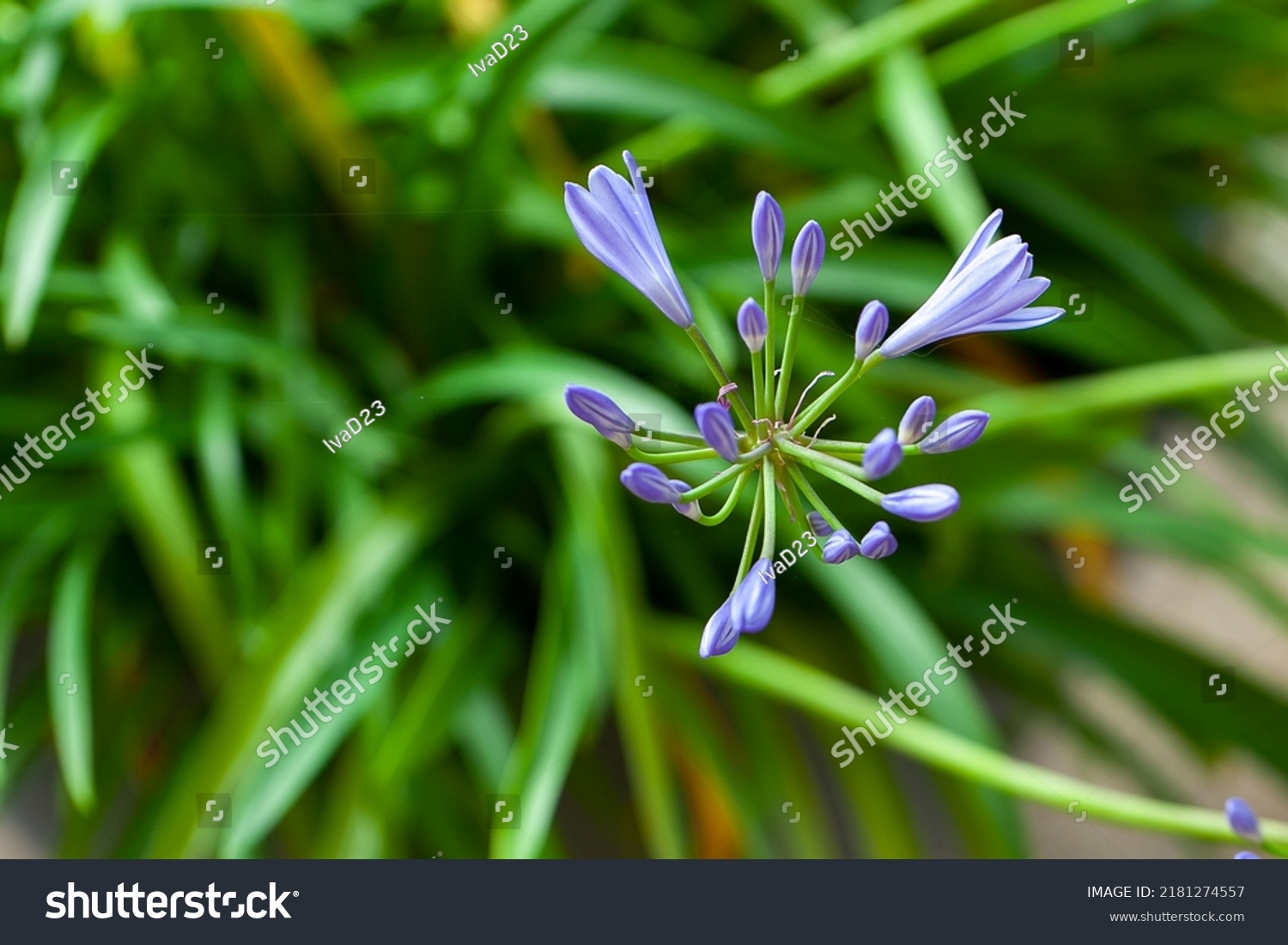 Detail Macro Closeup Agapanthus Africanus Plant Stock Photo 2181274557 