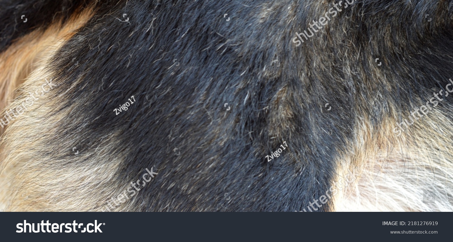 Dark Brown Dog Fur Hair Macro Stock Photo 2181276919 Shutterstock