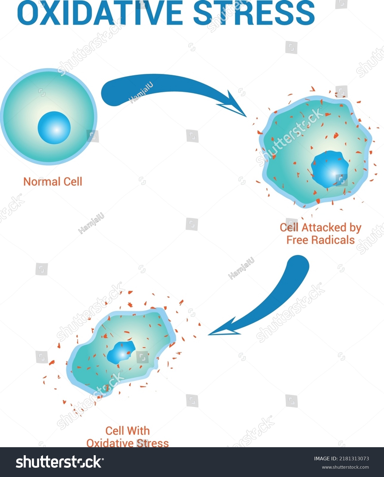 Oxidative Stress Diagram Stock Vector Illustration Stock Vector Royalty Free 2181313073 8677