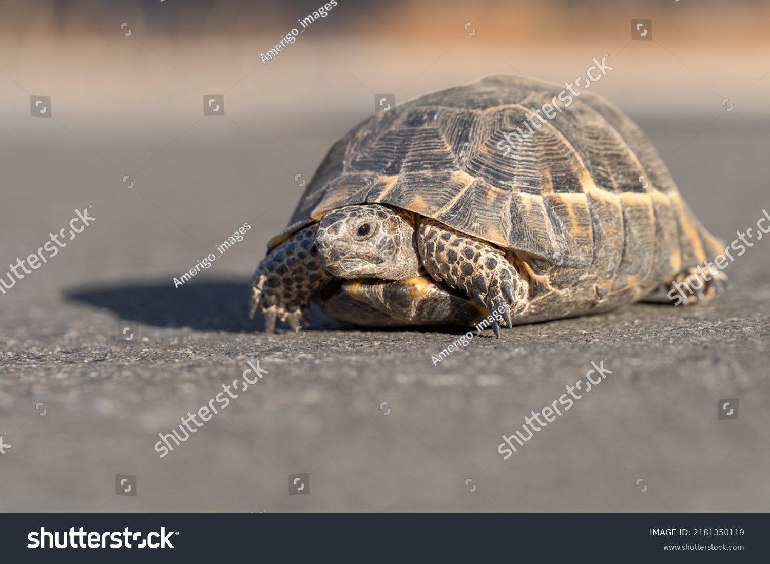 Land Turtle Moving Along Asphalt Road Stock Photo 2181350119 | Shutterstock