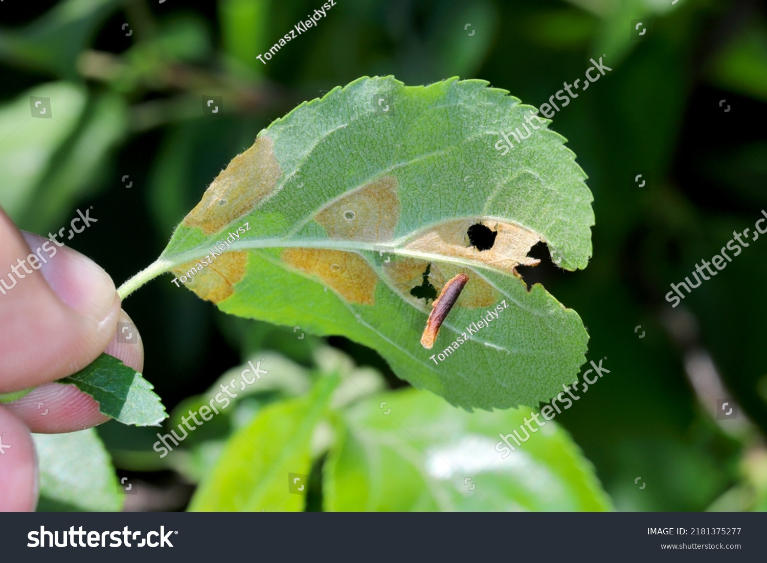 21 Coleophora Hemerobiella Images, Stock Photos & Vectors | Shutterstock