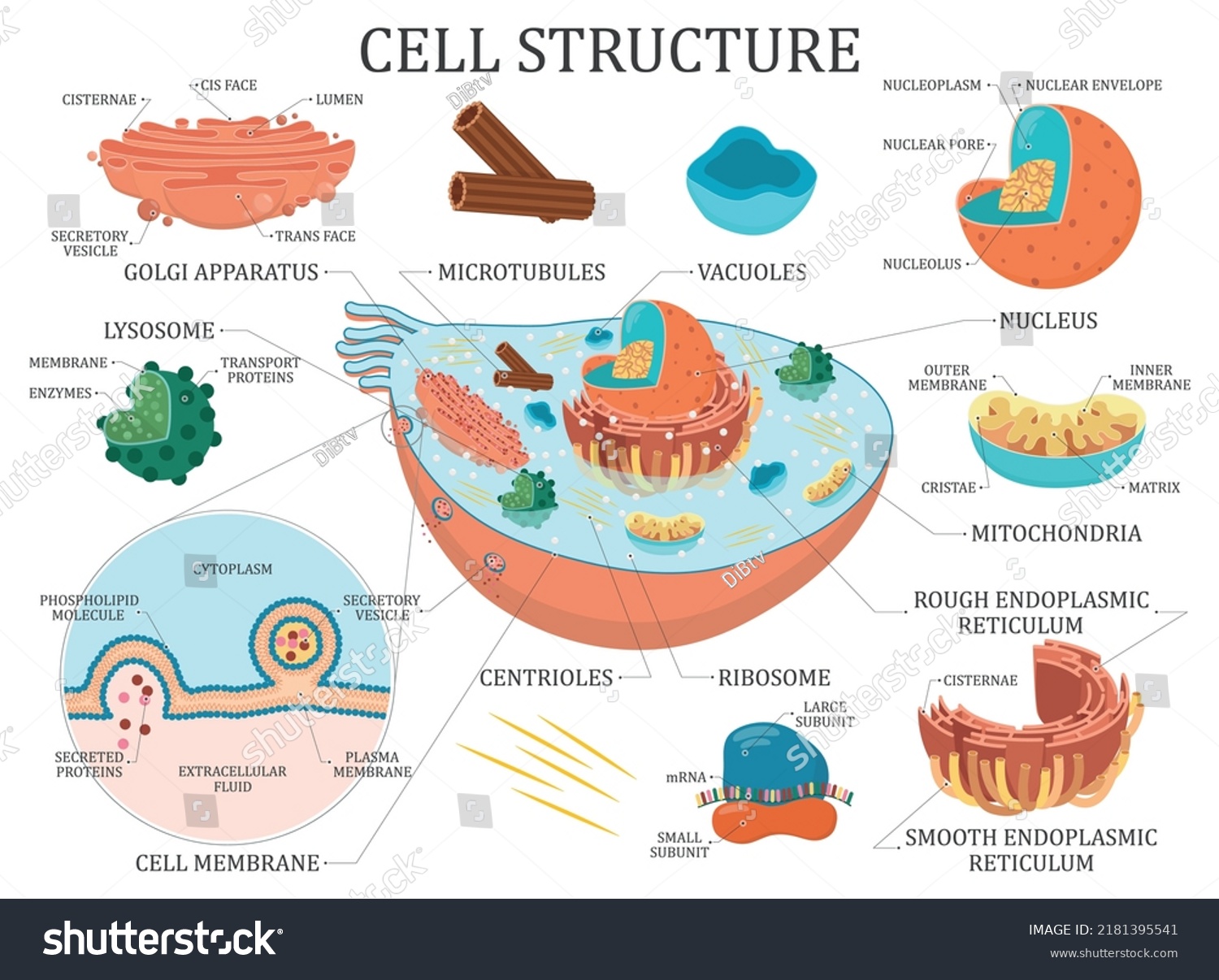 Cell Structure Medical Vector Illustration Stock Vector (Royalty Free ...