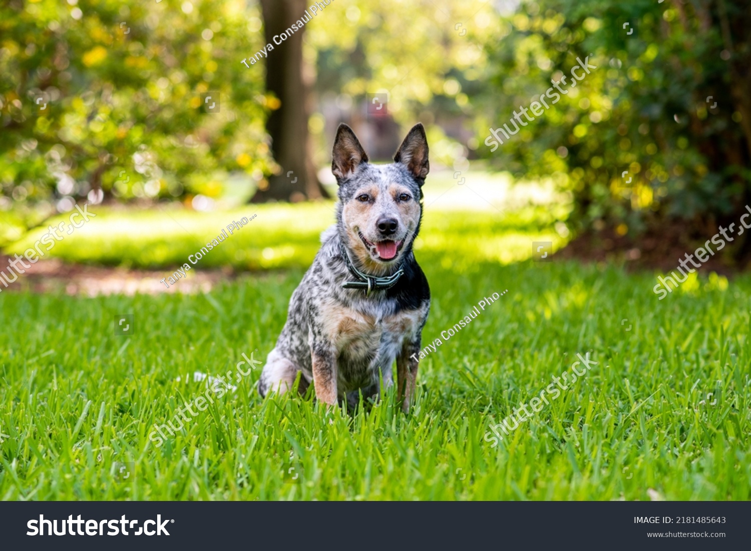 Australian Cattle Dog Blue Heeler Sitting Stock Photo 2181485643 ...