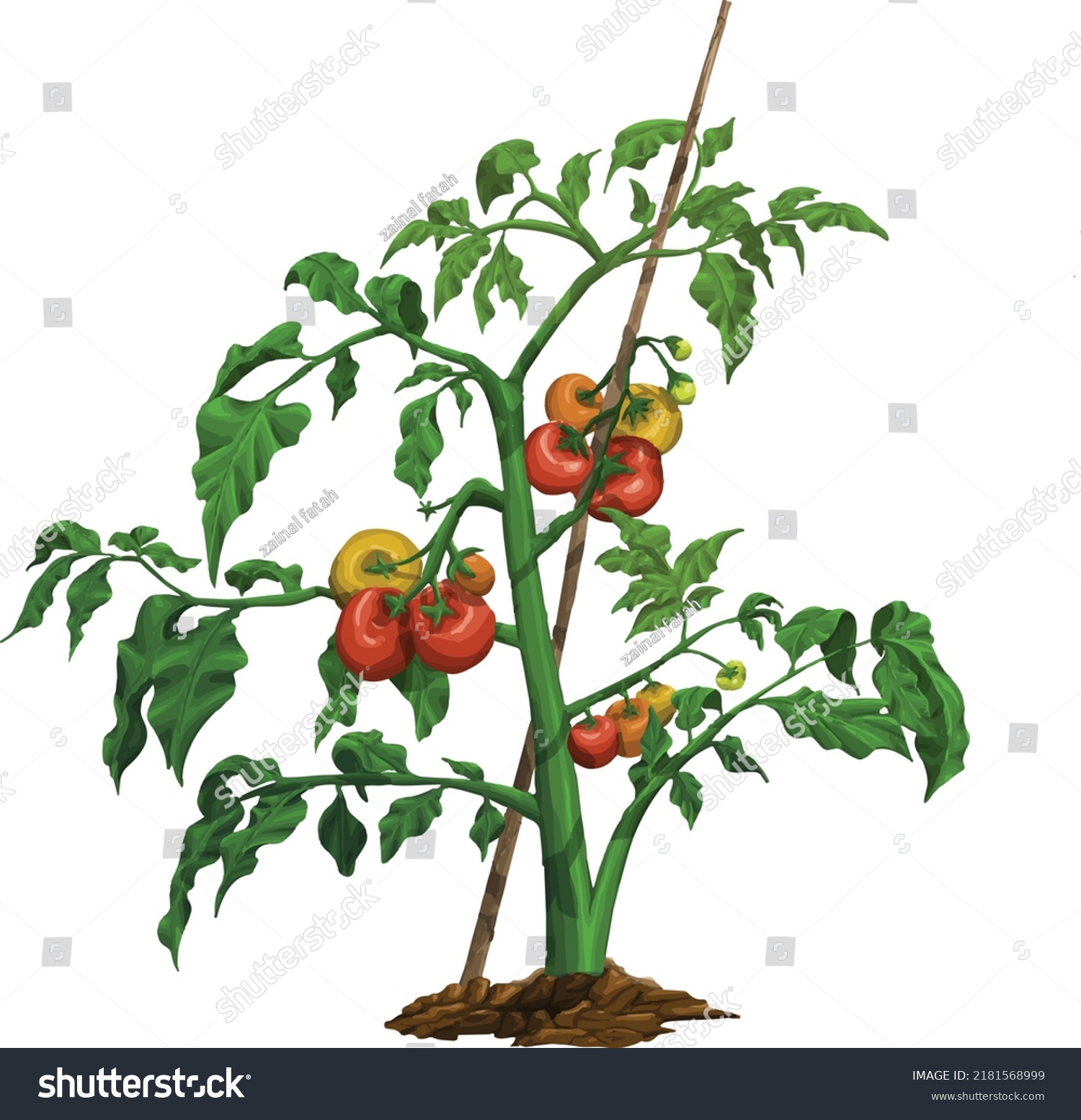 Fresh Red Fruit Tomato Plant Vector Stock Vector (Royalty Free ...