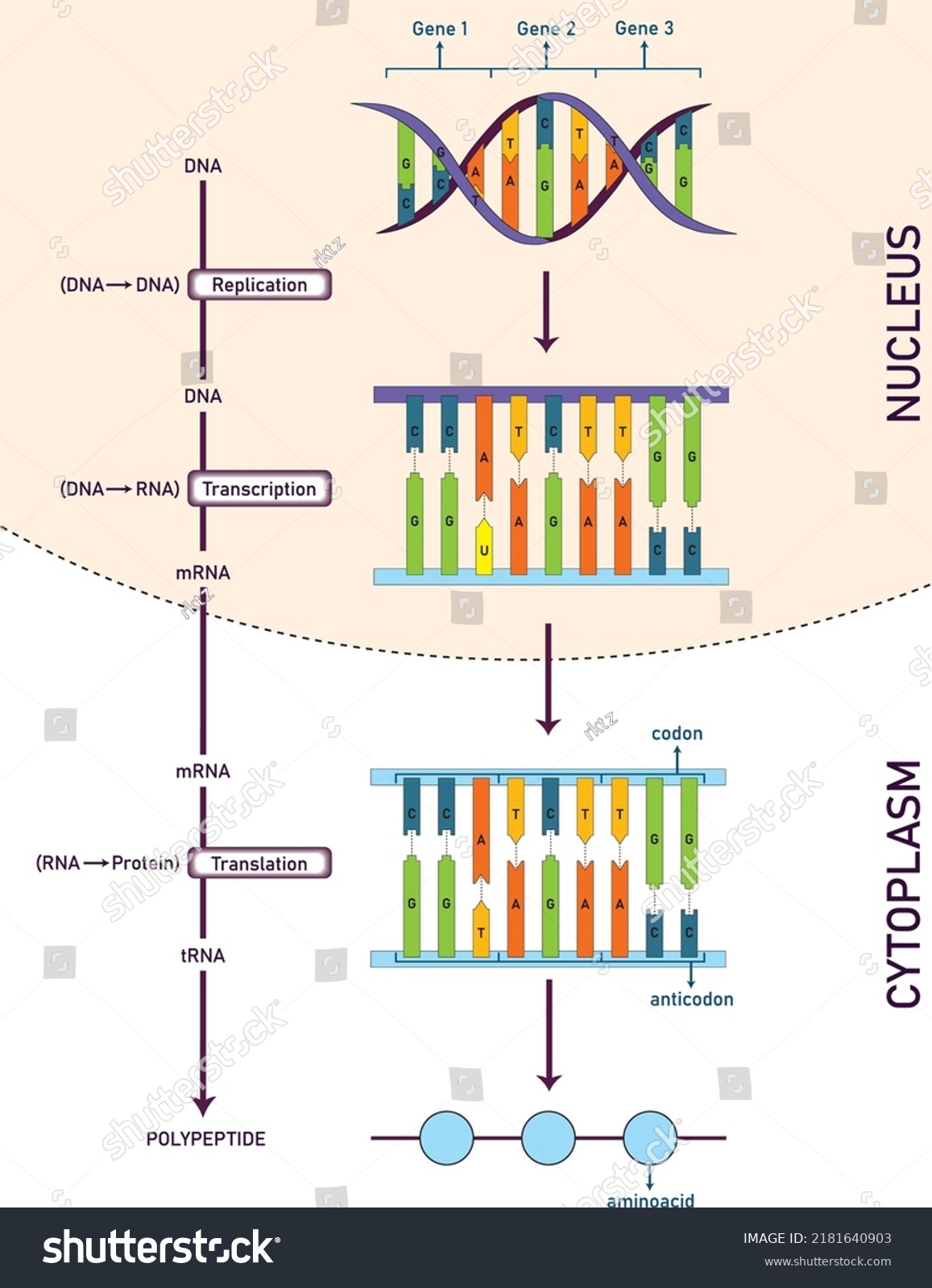 Protein Synthesis Infographic Chart Dna Aminoacids Stock Vector 