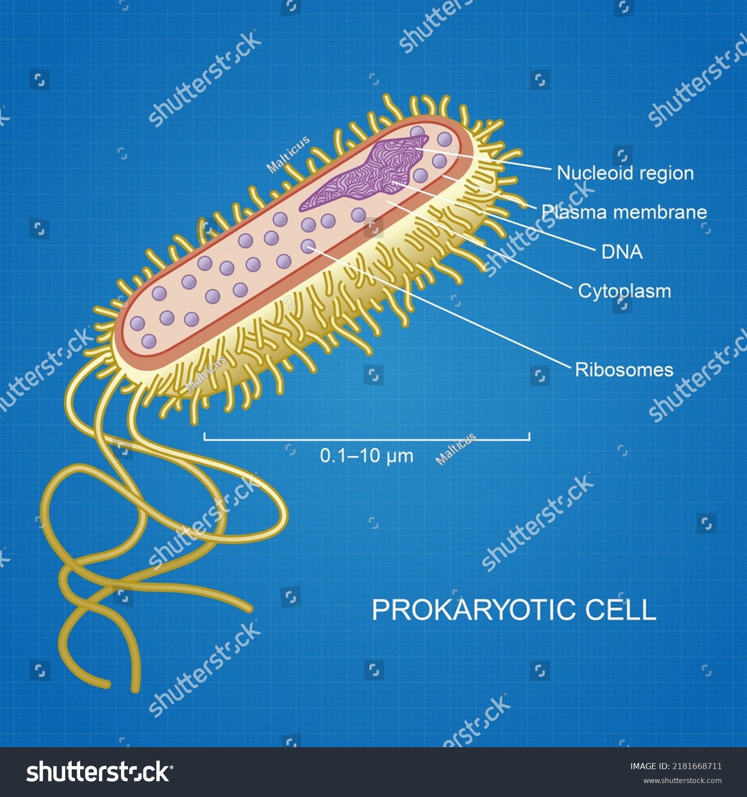 Detailed Structure Prokaryotic Cell Stock Illustration 2181668711 ...