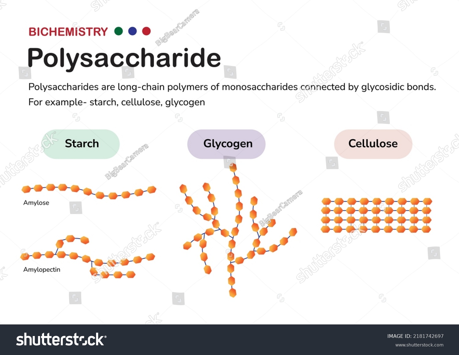 Biochemistry Diagram Present Structure Polysaccharide Such: เวกเตอร์ ...