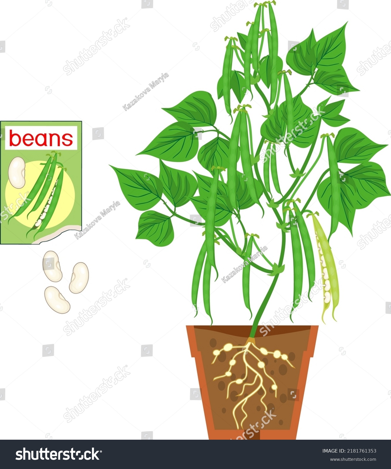 Bean Plant Green Fruits Leaves Root Stock Vector (Royalty Free ...