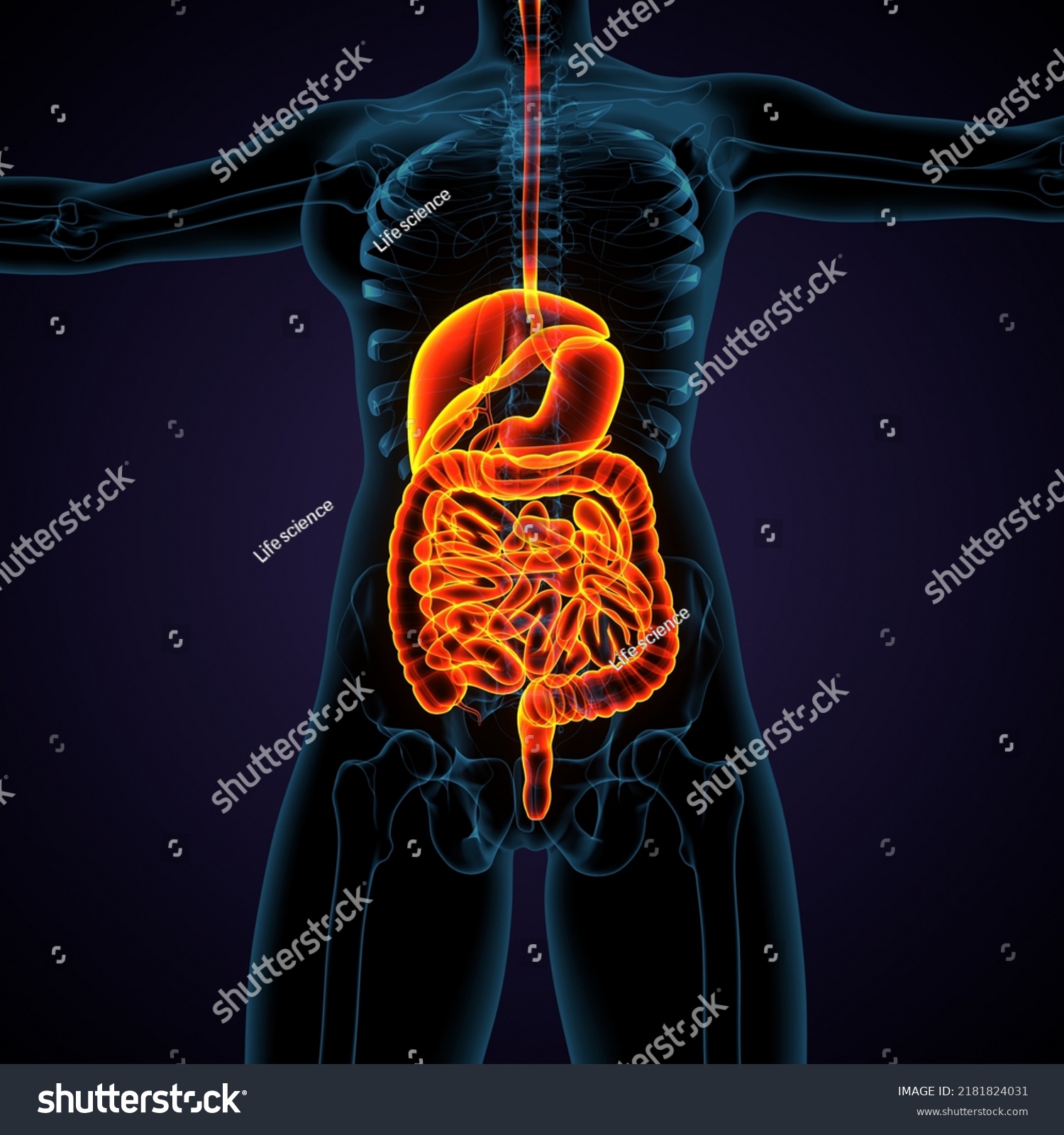 3d Illustration Female Digestive System Stock Illustration 2181824031 ...